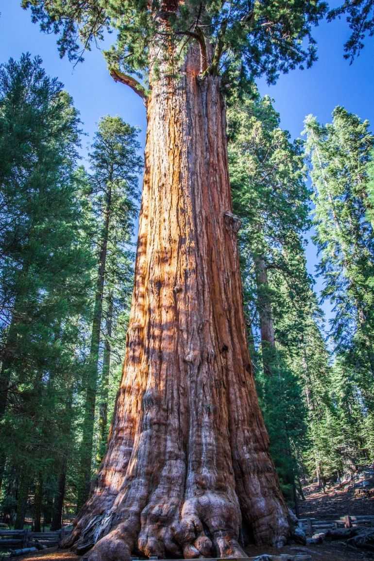 Какое самое старое дерево в мире
