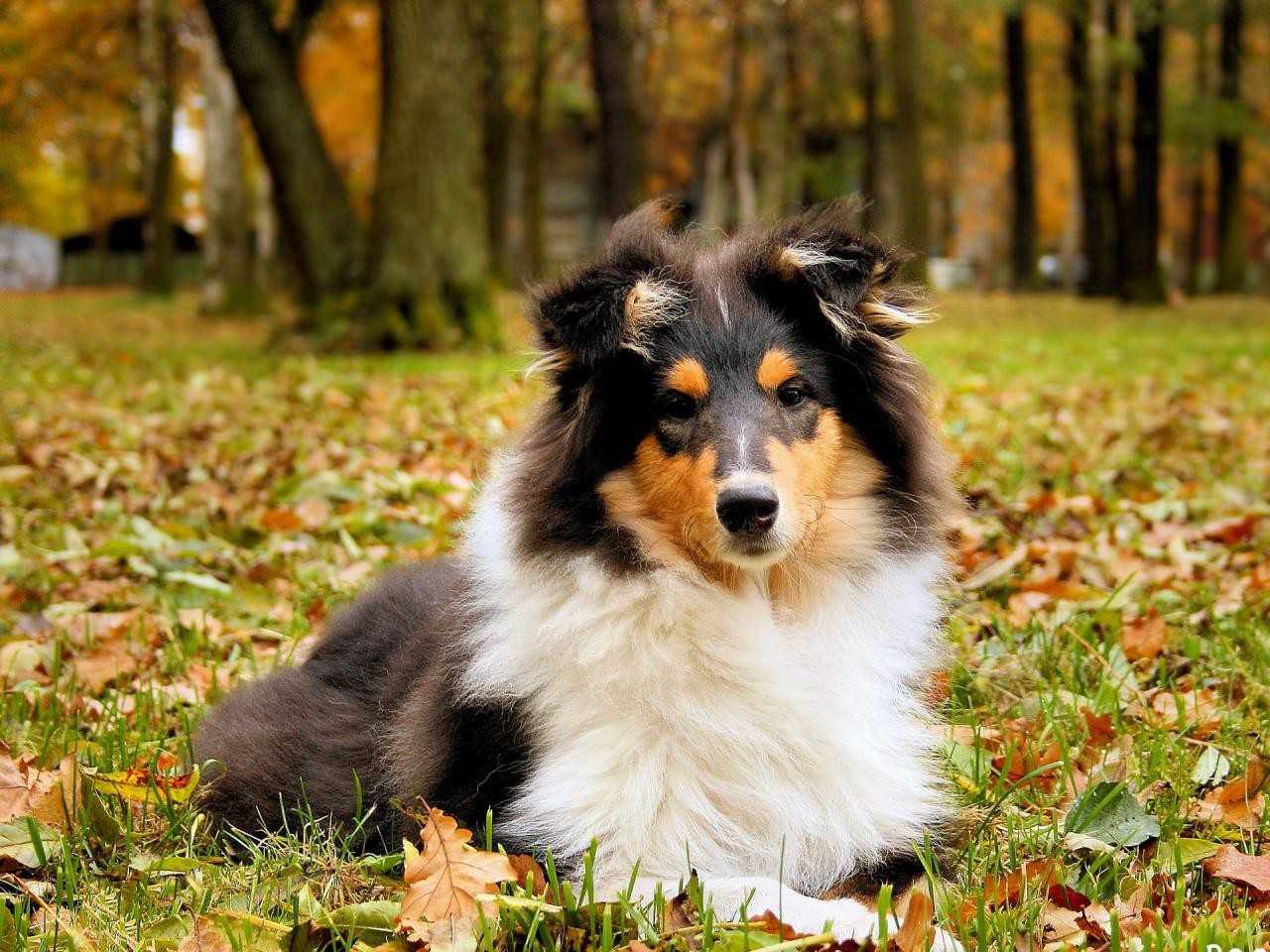 Топ-25 самых красивых собак в мире по породам и окрасам