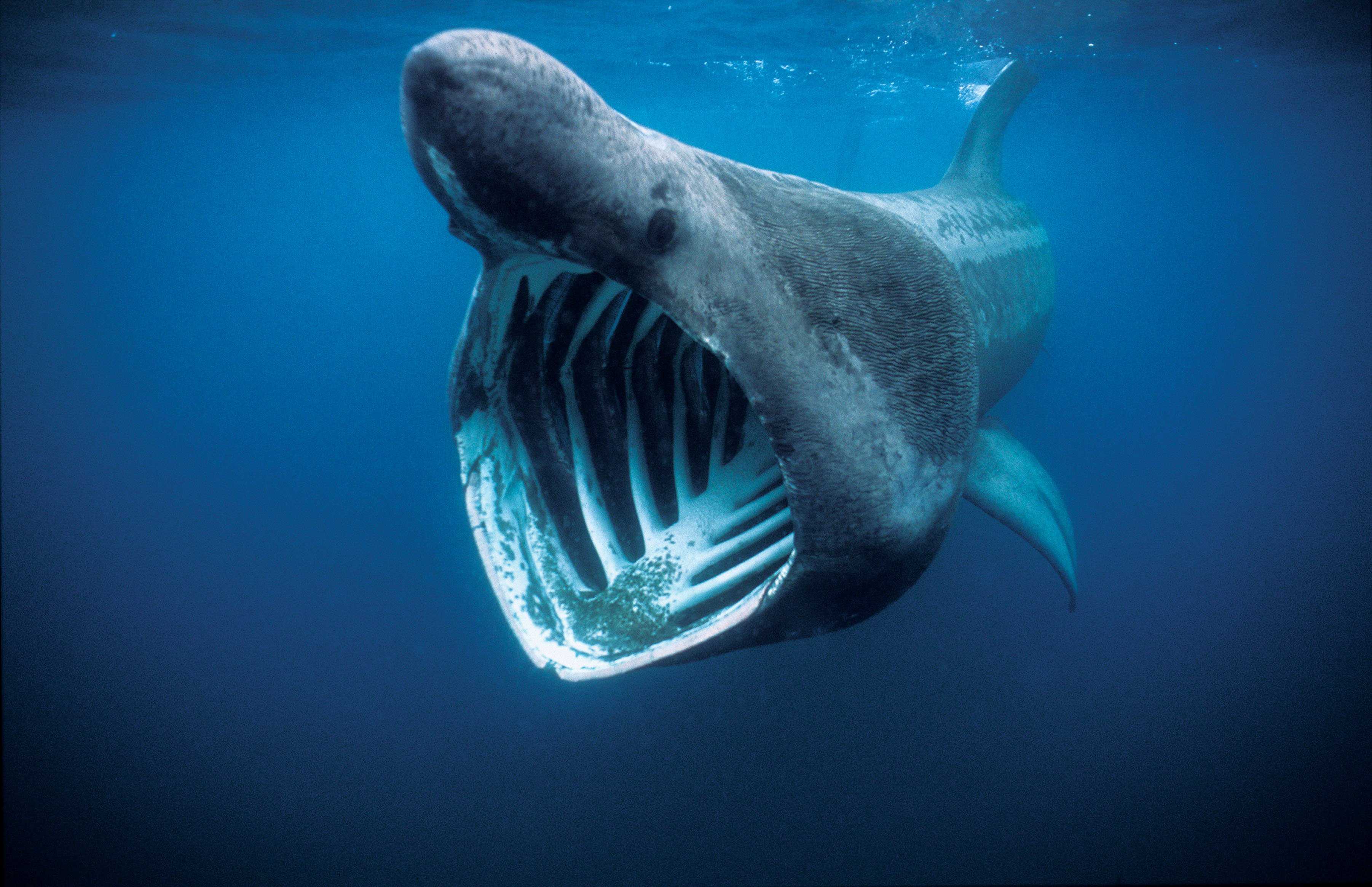 Топ 10 самых страшных акул в мире | интересный сайт