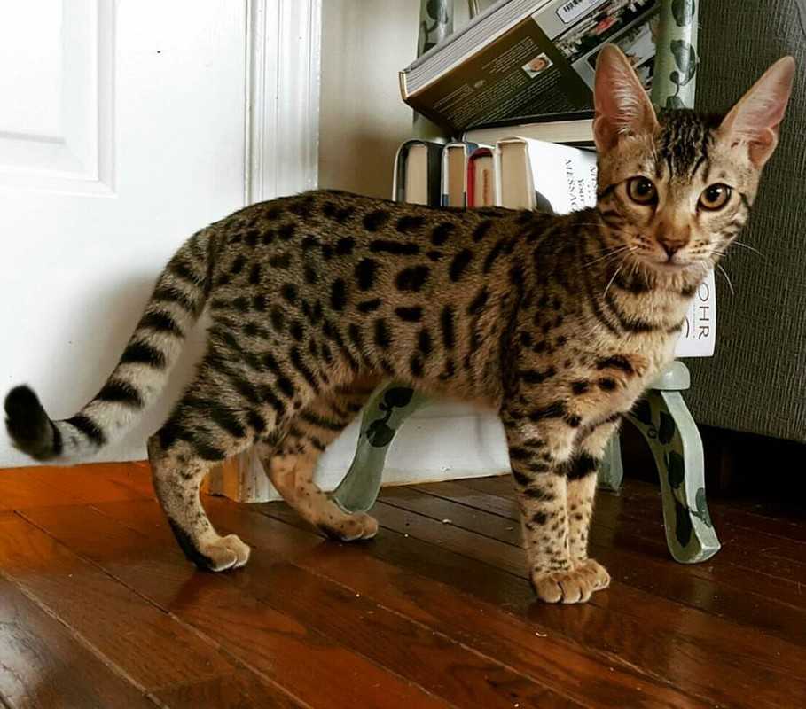 Топ-10 самых больших пород кошек в мире по росту и весу Какой кот является самым длинным по данным Книги рекордов Гиннеса - ответ в рейтинге самых больших домашних кошек