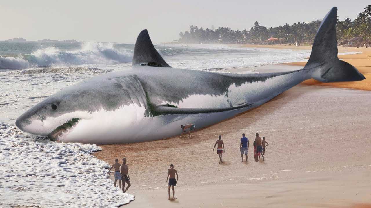 Какая самая большая акула в мире + фото