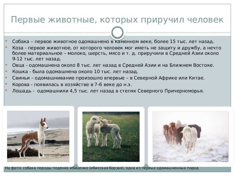 Нарисуйте животных которых первыми приручил человек перечислите этих животных