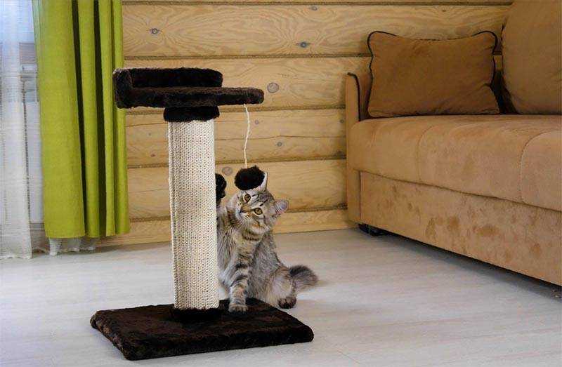 Как отучить кота царапать мебель: обзор лучших способов перевоспитания кота по мнению специалистов