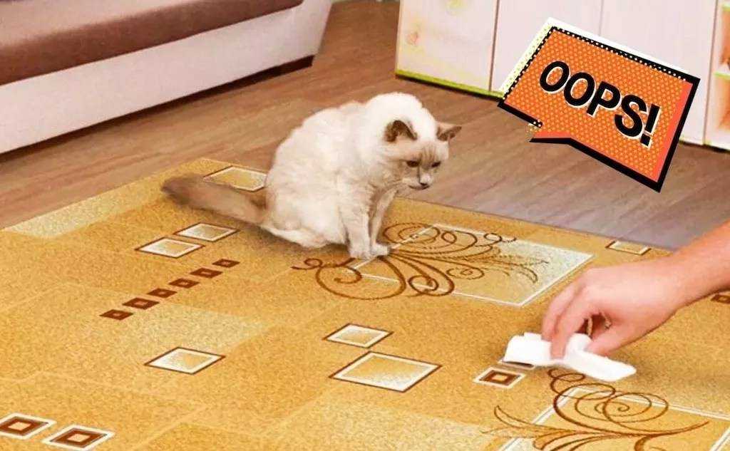 Как победить запах, если кошка нагадила на ковер
