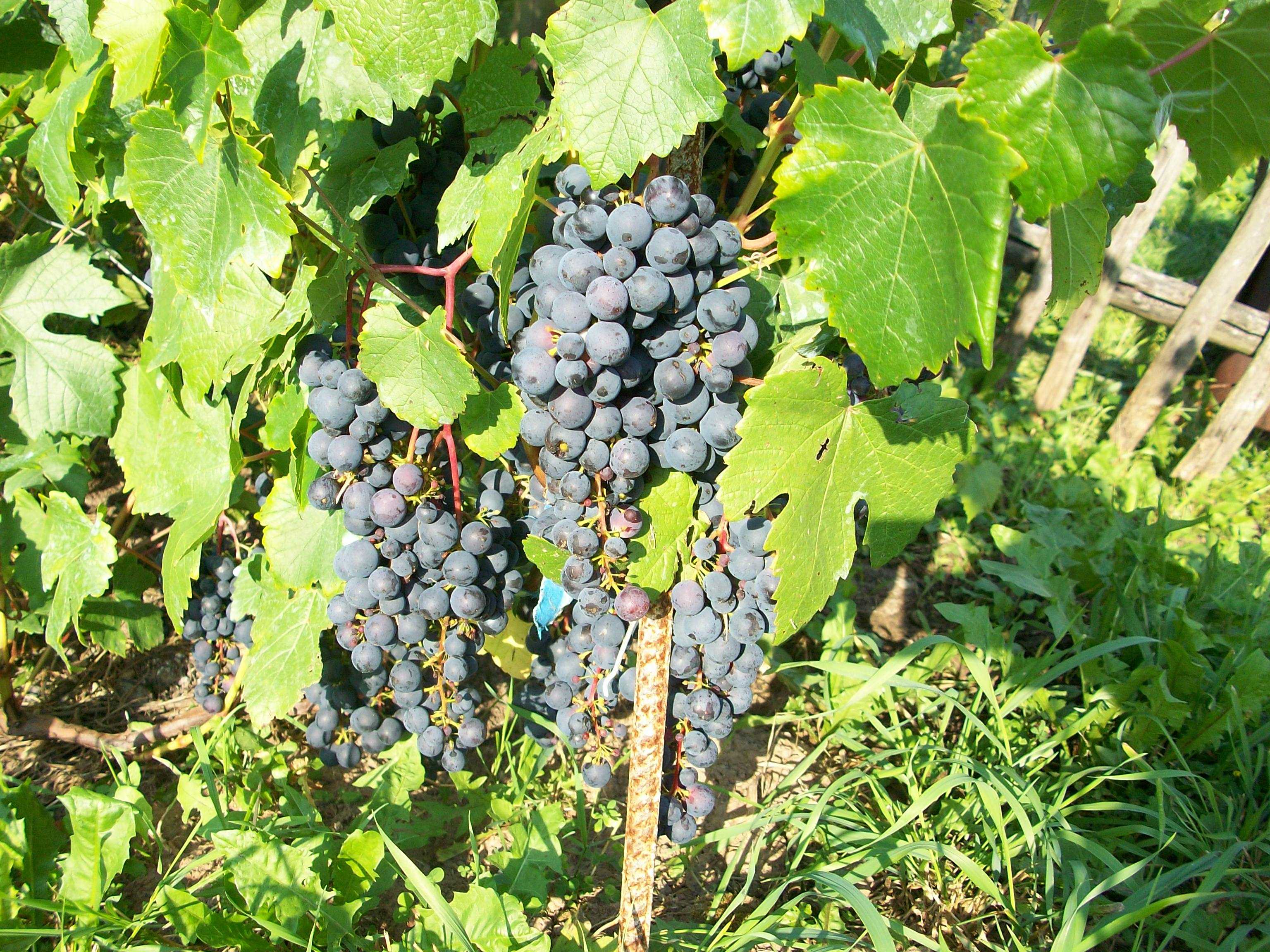 Лучшие сорта винограда для производства вина. какие подойдут для подмосковья и сибири