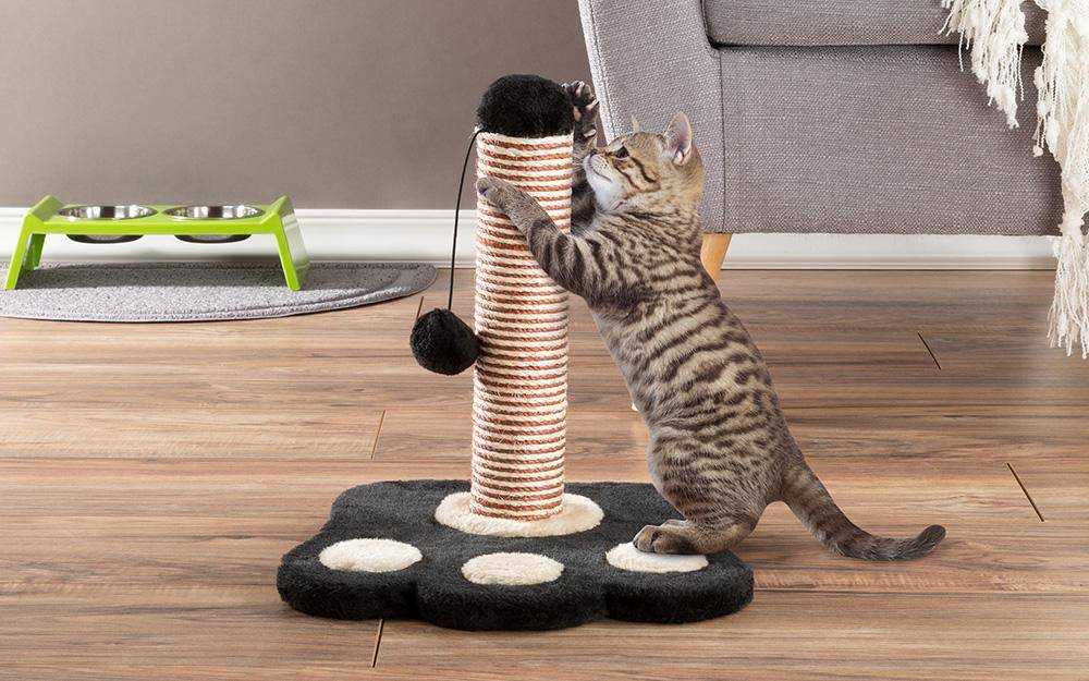 Как отучить кошку портить мебель: выбор стойки или когтеточки, методы воспитания питомца, ограничительные меры
