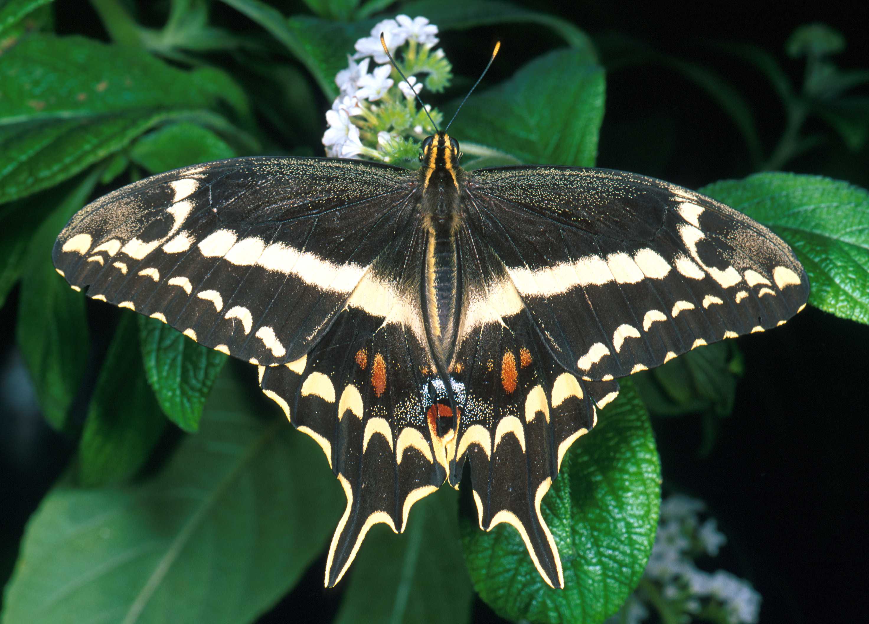 Название самых красивых бабочек. Бабочка парусник Коцебу. Papilio Rumanzovia. Парусник Румянцева бабочка. Богонгская бабочка.