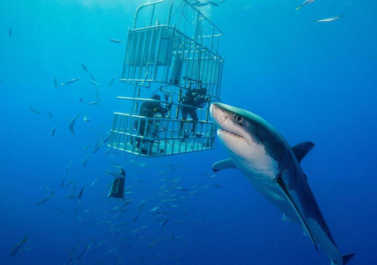 Самая опасная акула в мире для человека - все про акул