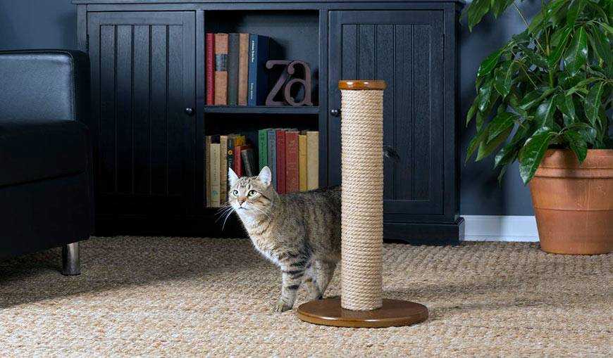 4 способа спасти мебель от когтей кошки: советы ветеринаров -