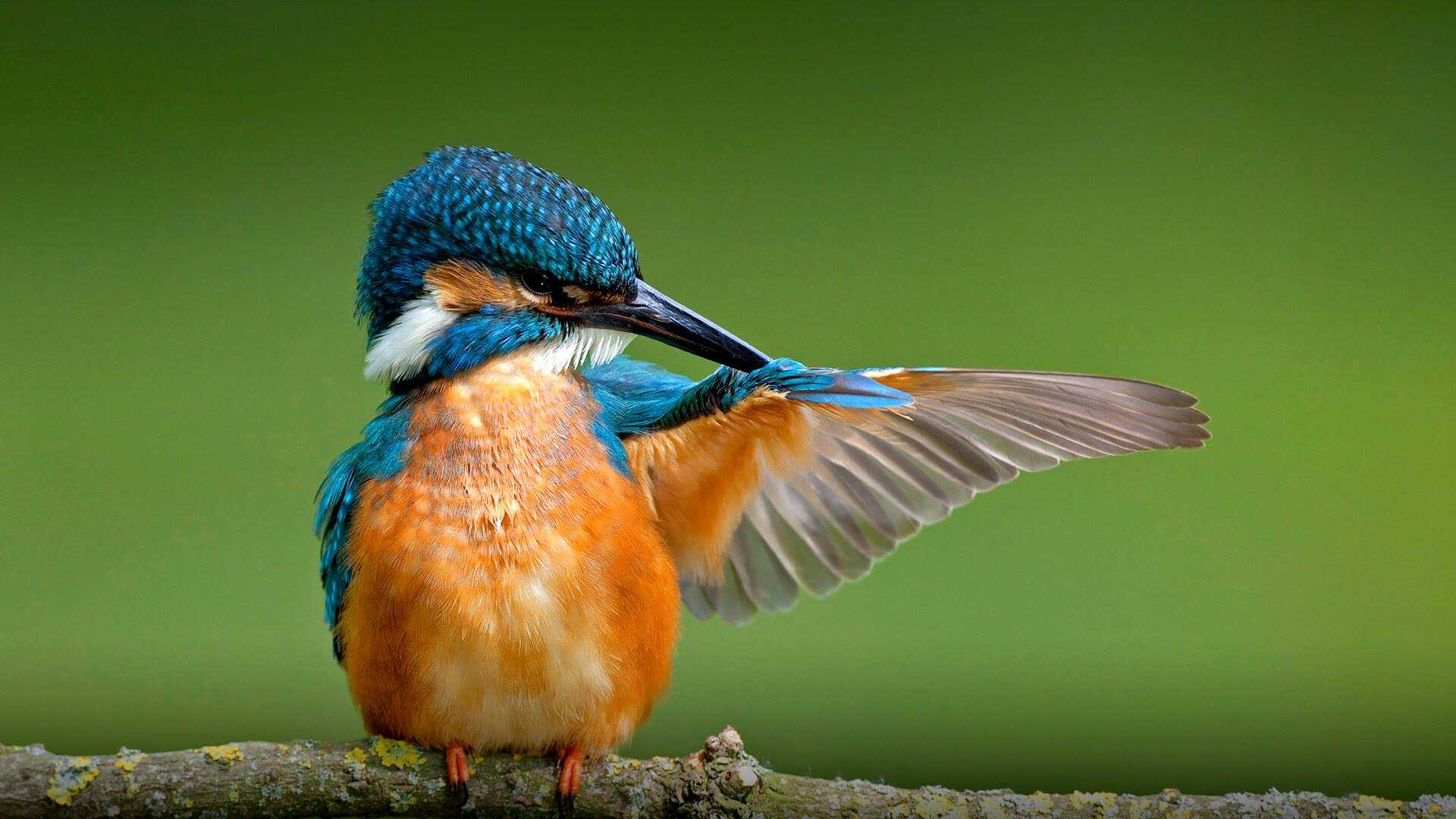 Топ-20 самых красивых птиц