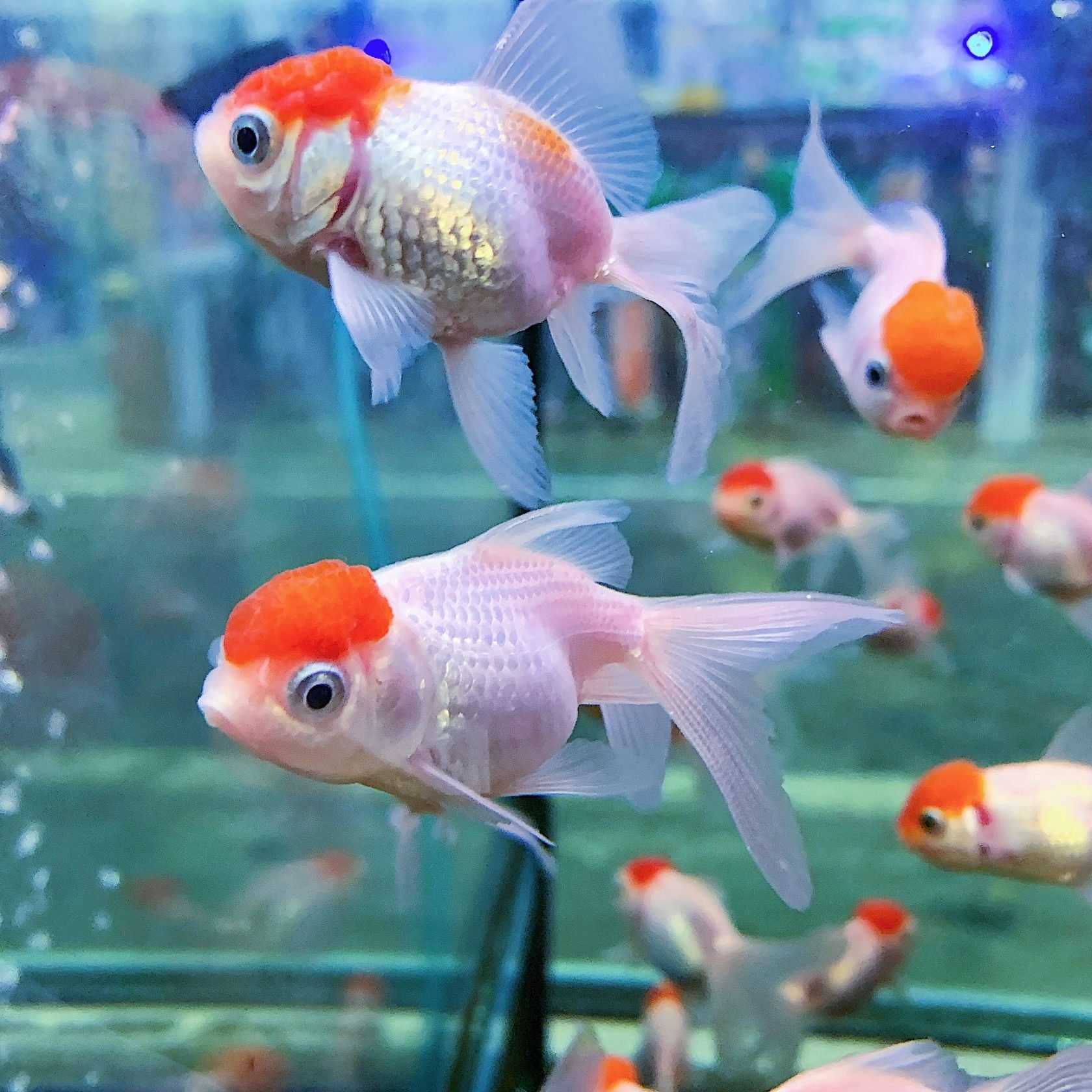 золотые рыбки аквариумные фото и название