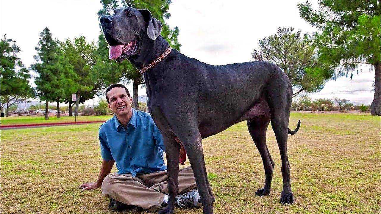 Самая большая собака фото