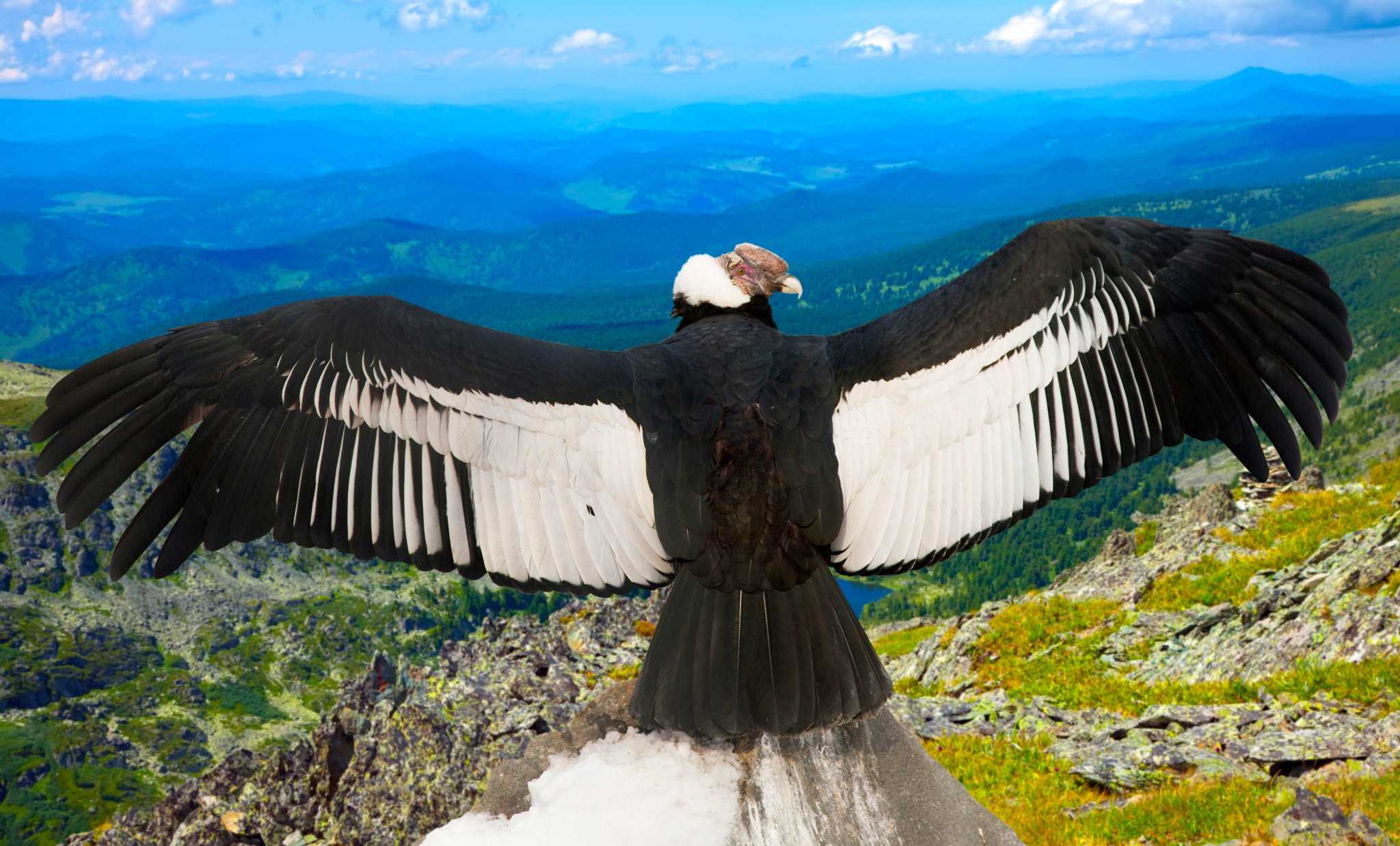 самая большая птица в мире фото