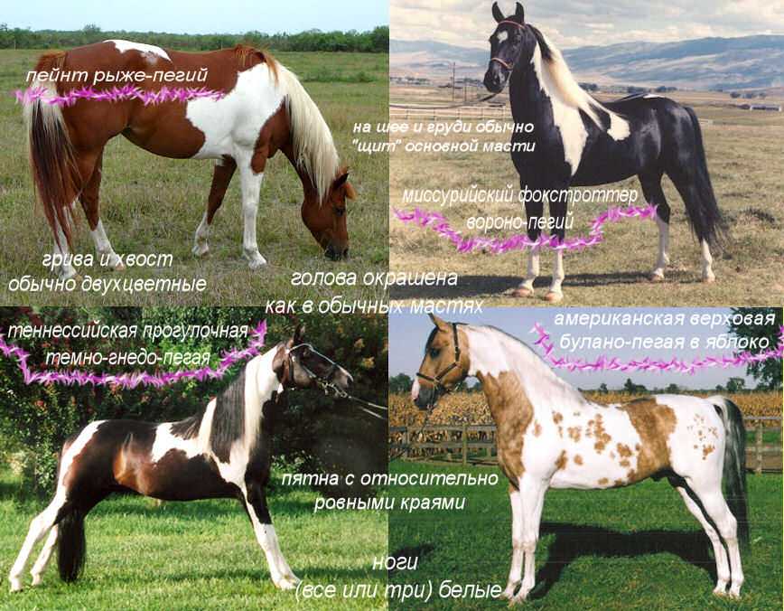 Самые красивые породы лошадей в мире: топ 10