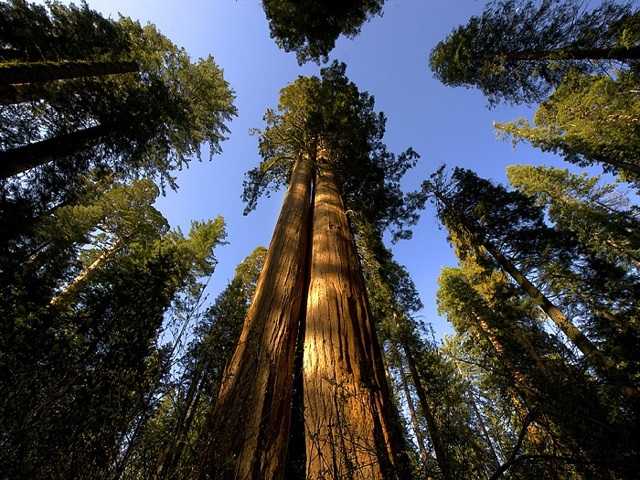 10 самых крупных деревьев в мире