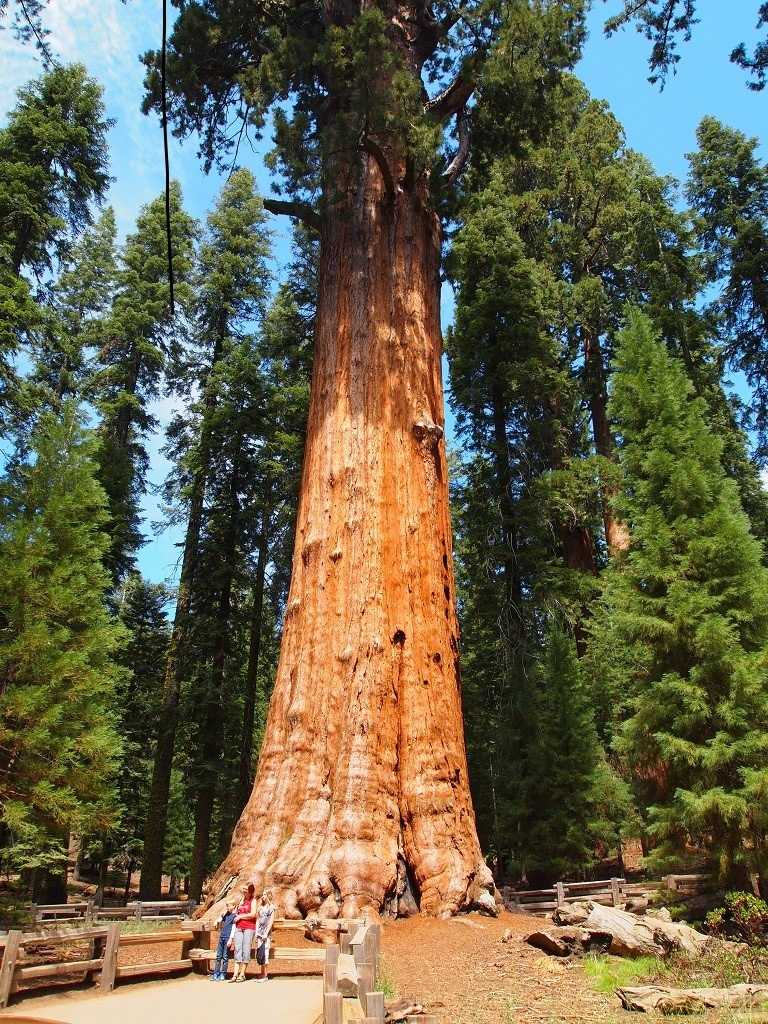 Самые старые деревья на планете | интересный сайт