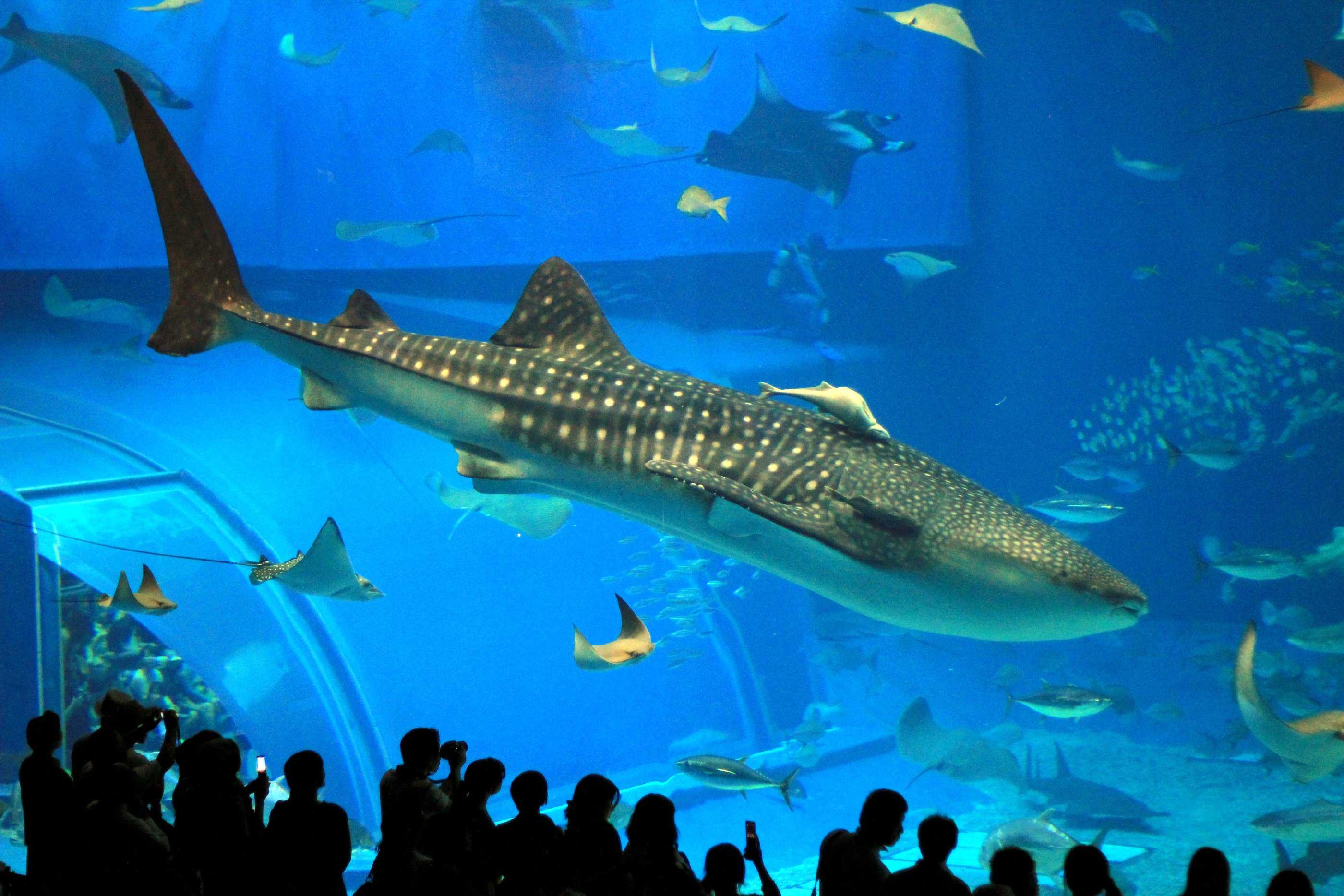 Большая рыба картинки. Москвариум китовая акула. Гигантская китовая акула. Китовая акула самая большая рыба в мире. Тигровая акула Москвариум.