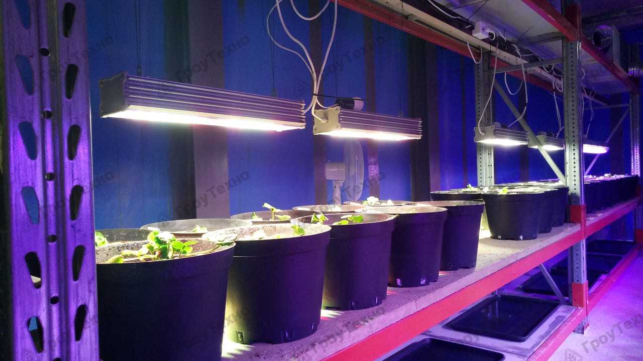 Фитолампы светодиодные лампы для растений отзывы