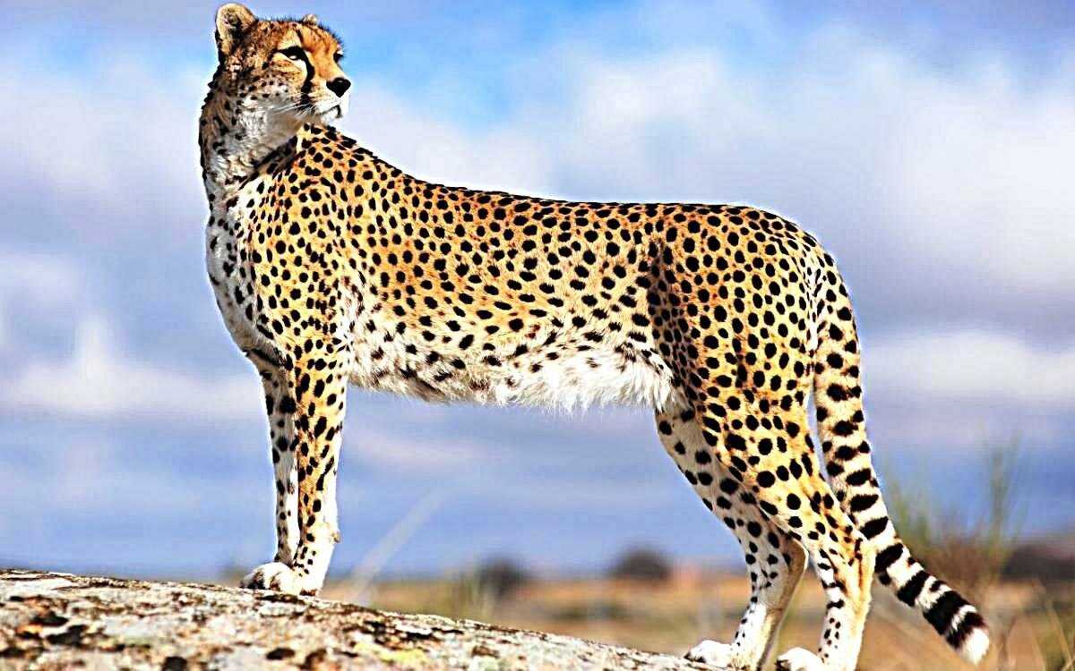 Diferencia entre leopardo y guepardo