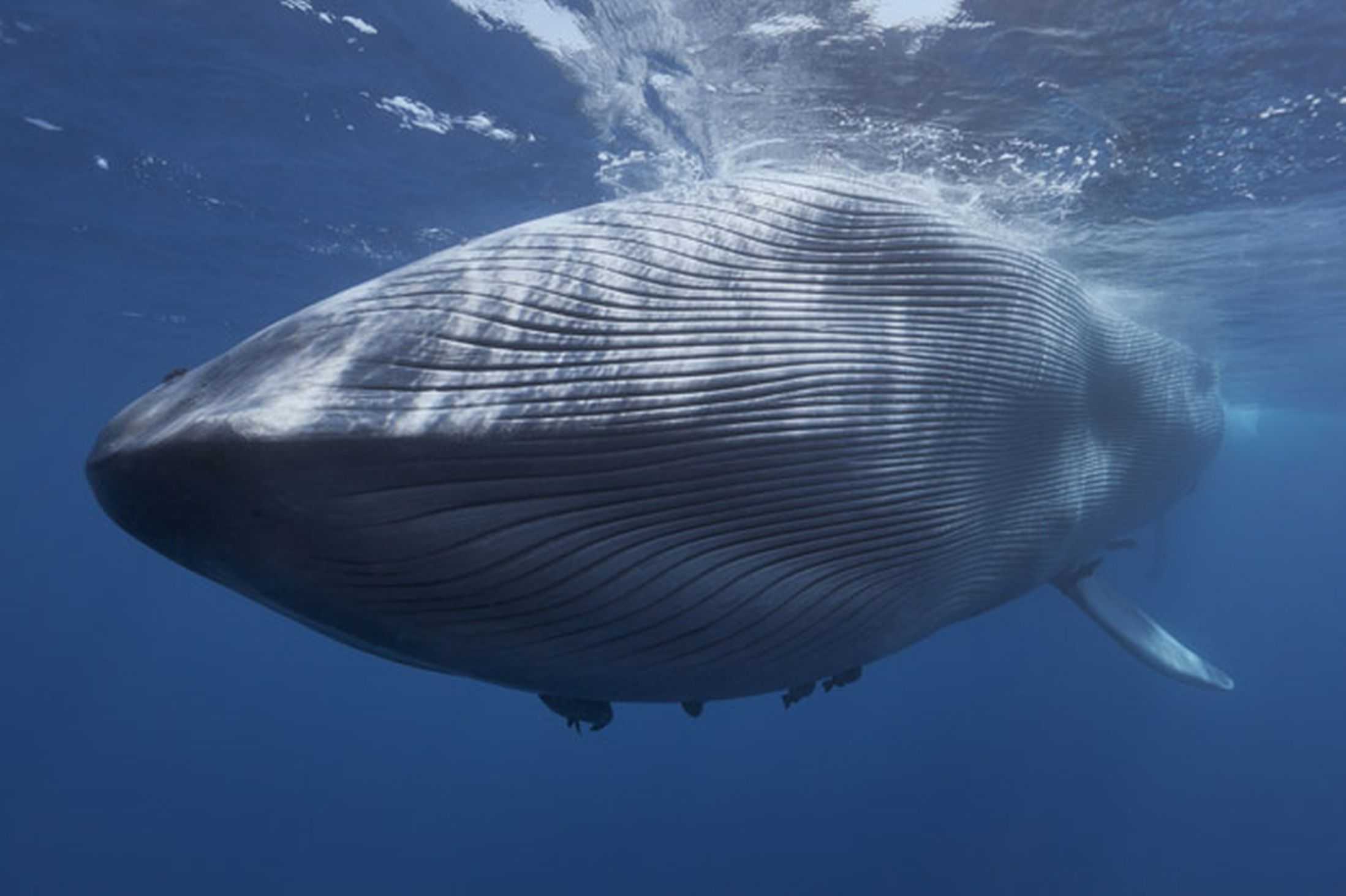 Самые большие животные список. Голубой кит Balaenoptera musculus. Синий кит блювал. Синий кит самый большой кит. Горбатый кит альбинос.