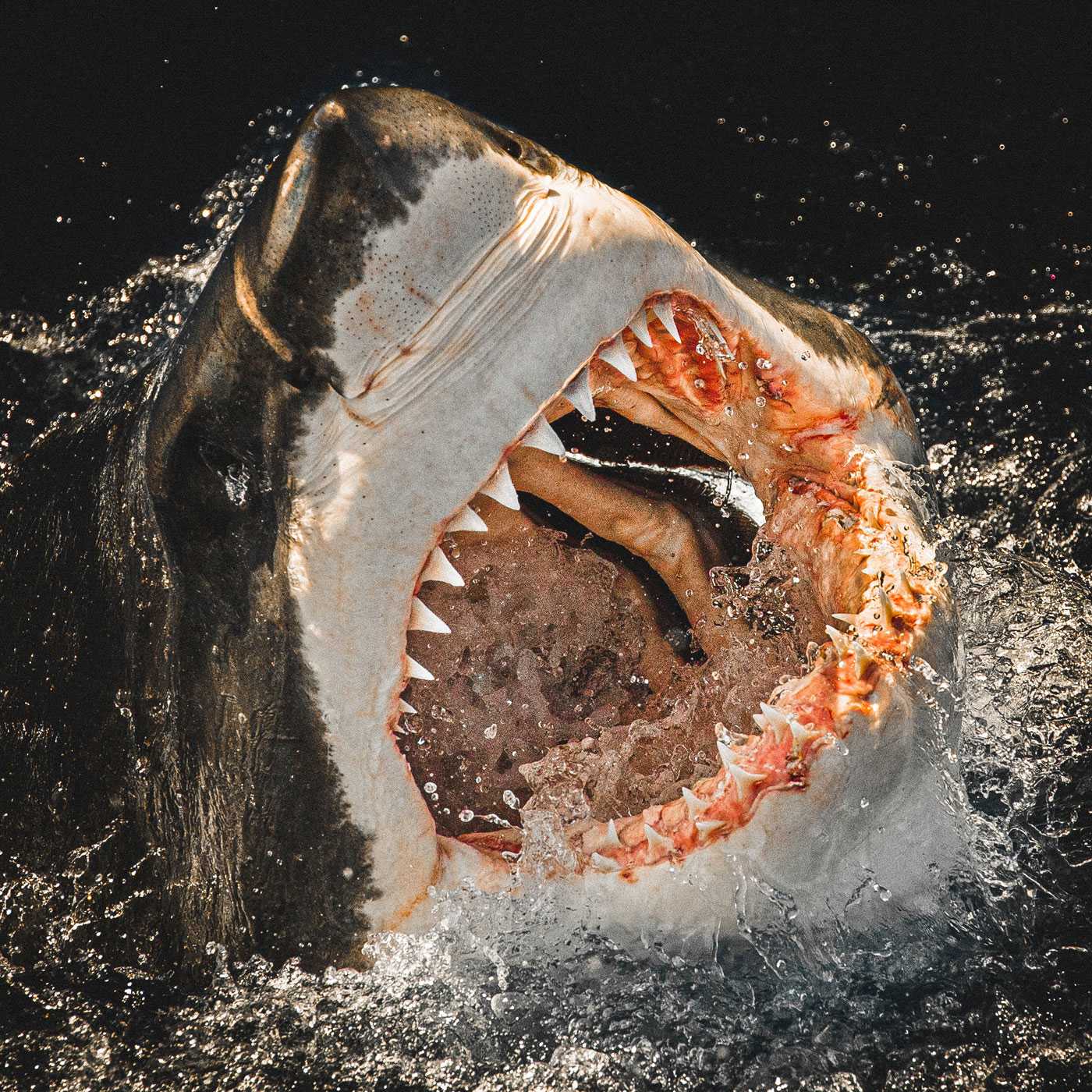 Самые большие акулы в мире: описания и фото