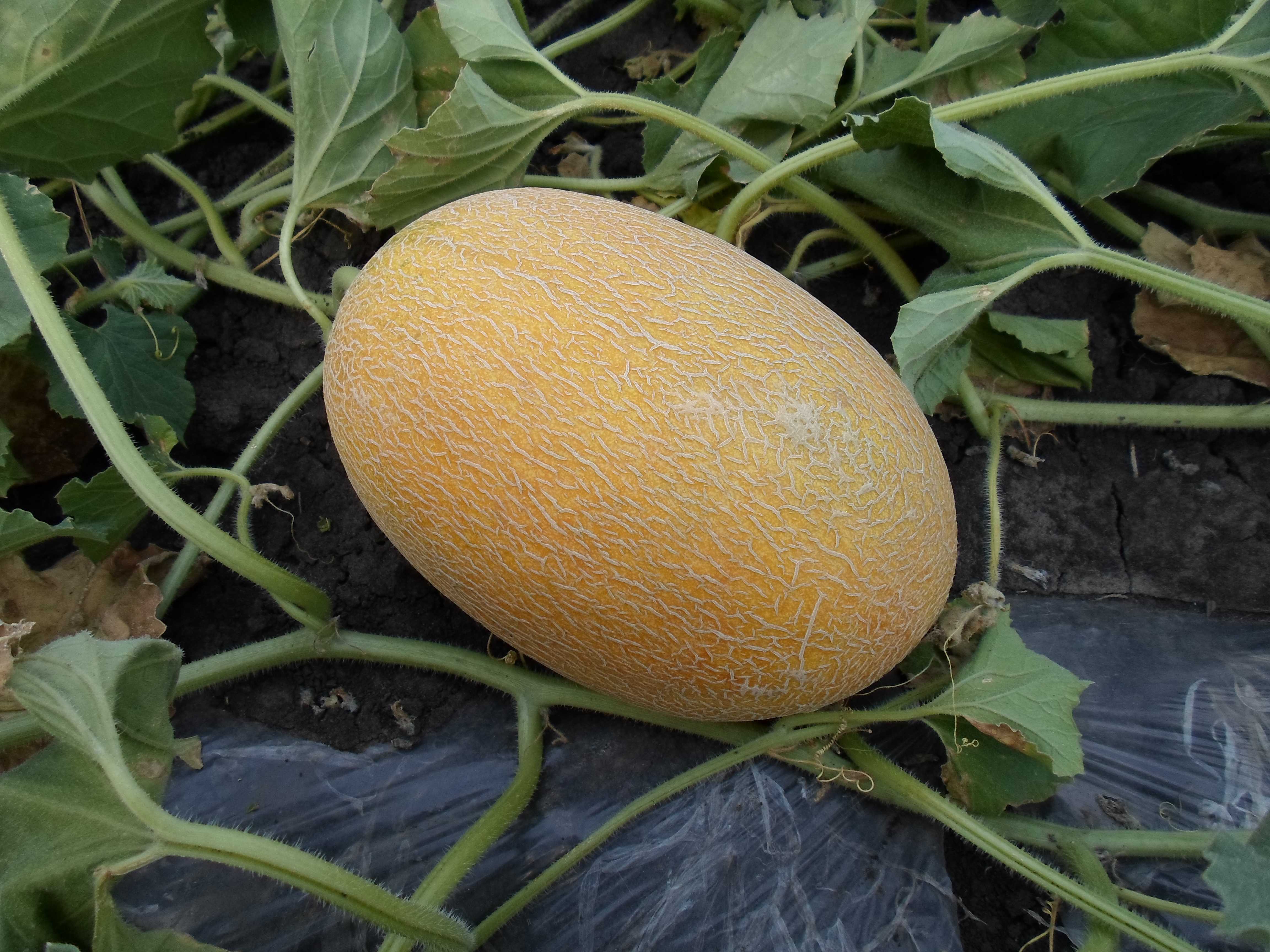 Мускусная дыня, или канталупа — удивительные сорта с оранжевой мякотью. условия и уход, описания и фото — ботаничка