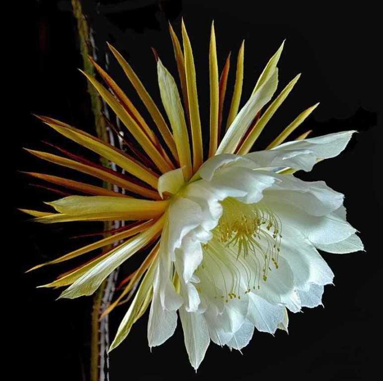 Самые редкие цветочные растения: топ редчайших цветов в мире