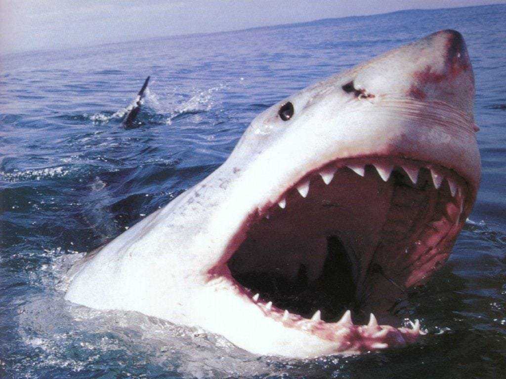О самой большой акуле