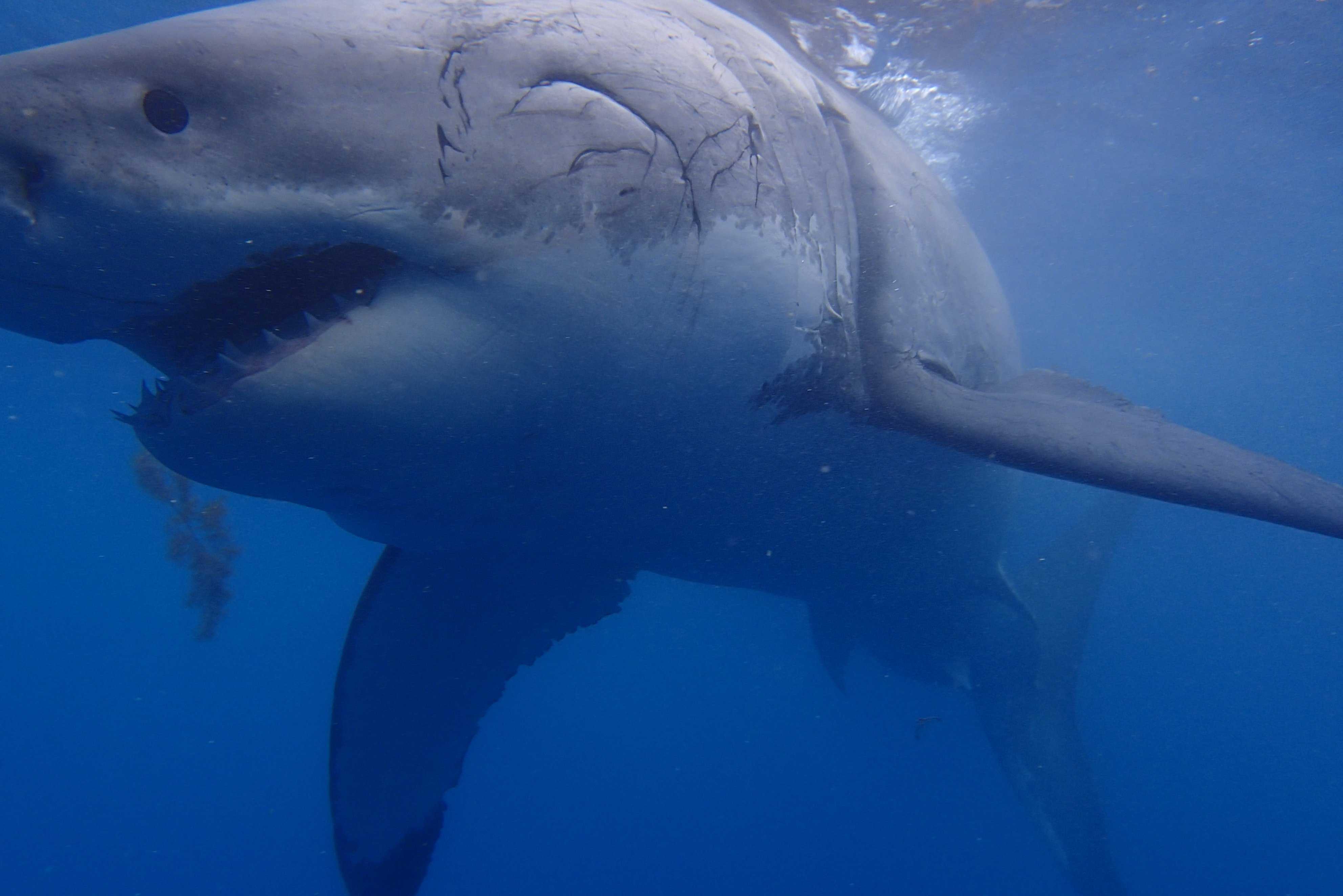 Акула-мегалодон: топ 10 удивительных фактов об этом ужасном чудовище :: инфониак