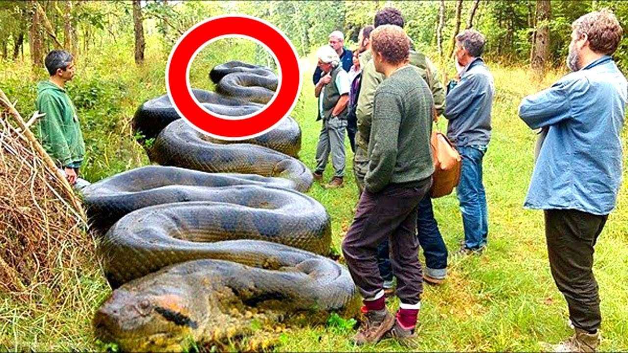 10 самых ядовитых змей в мире