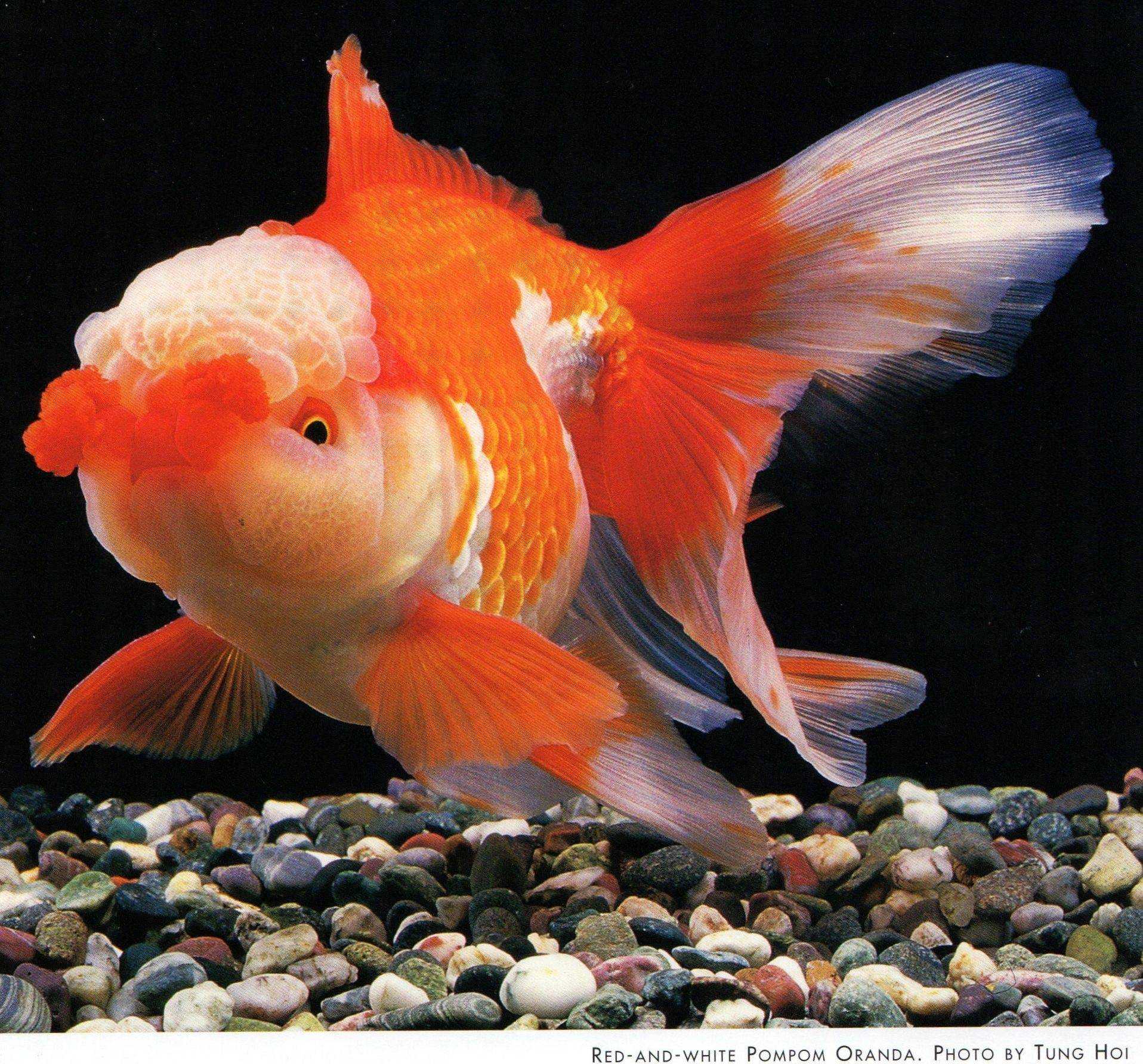 золотые рыбки аквариумные фото