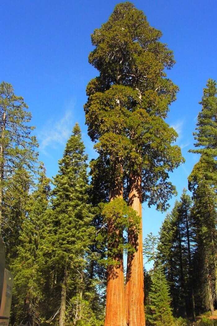 Самые большие деревья в мире - zefirka