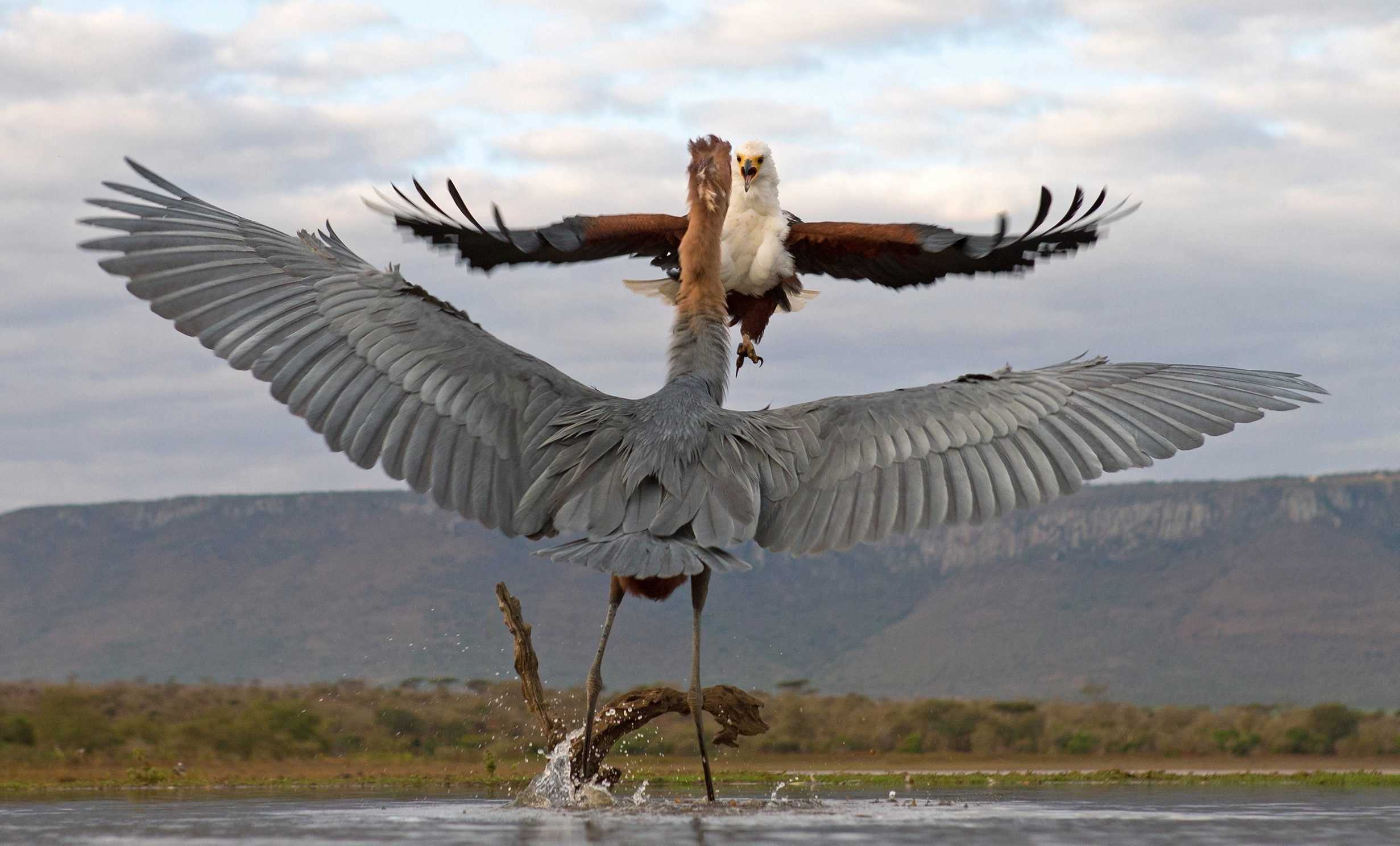 самая большая птица в мире фото