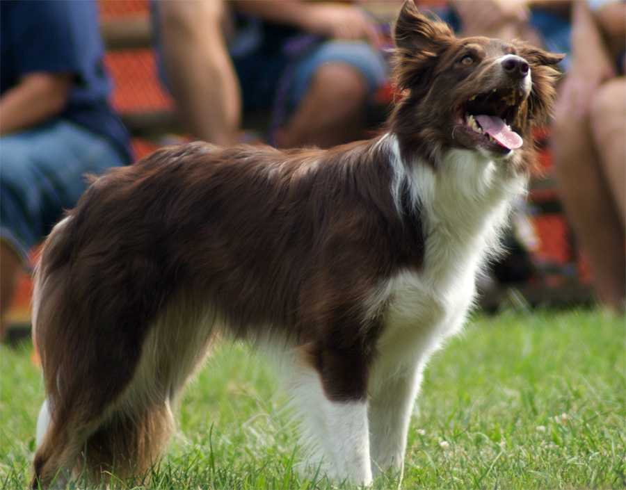 Спортивные собаки: описание, особенности, популярные породы.