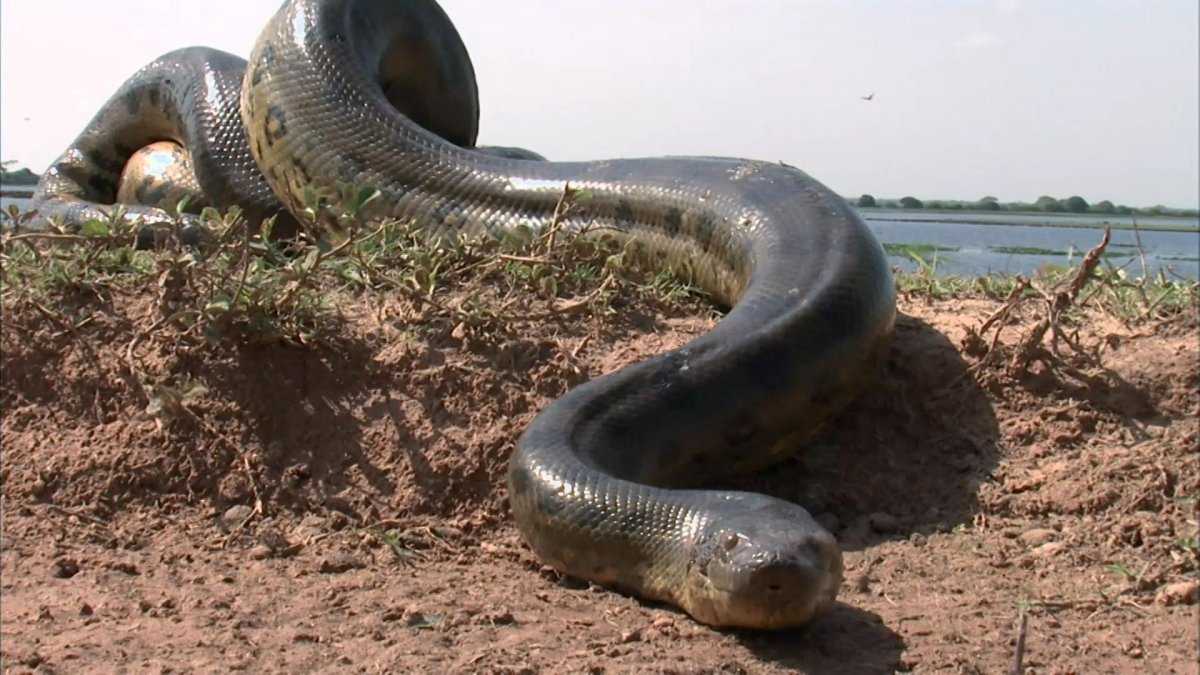 Самые большие змеи в мире - топ 10 крупных змей