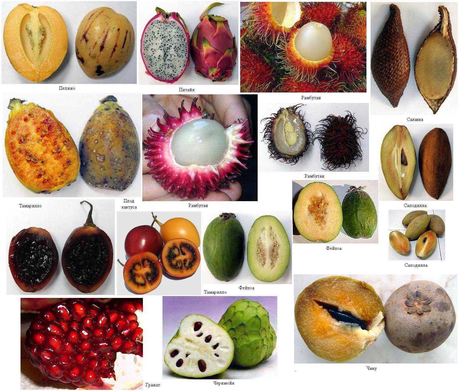 Экзотические фрукты похожие на маракую