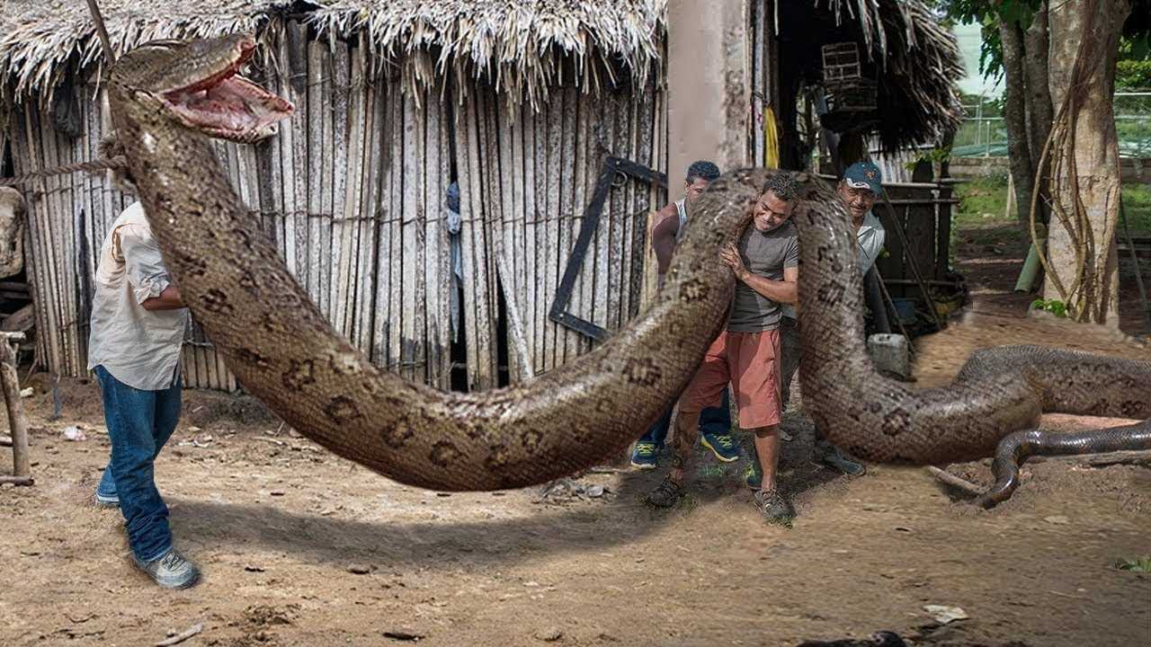 Топ-10 самых больших змей в мире: фото, размеры, описание