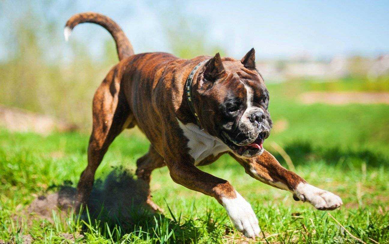 Самые опасные собаки в мире — 10 пород с фото и описанием