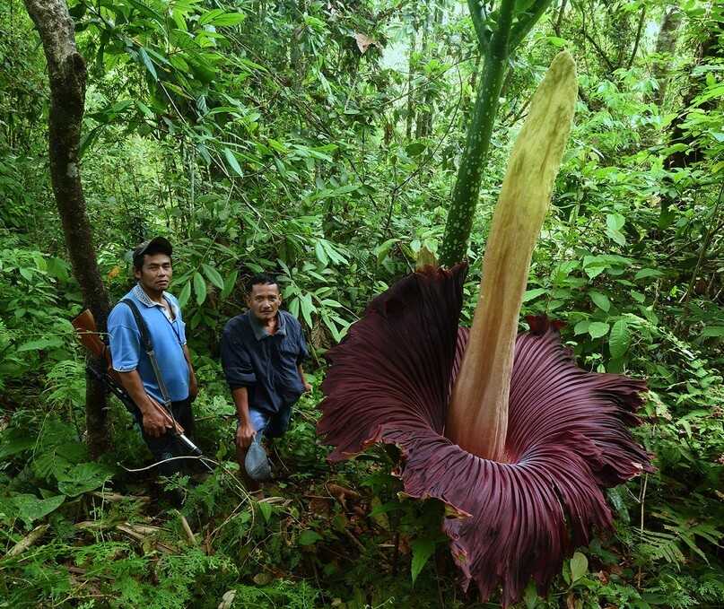 Самые большие растения мира