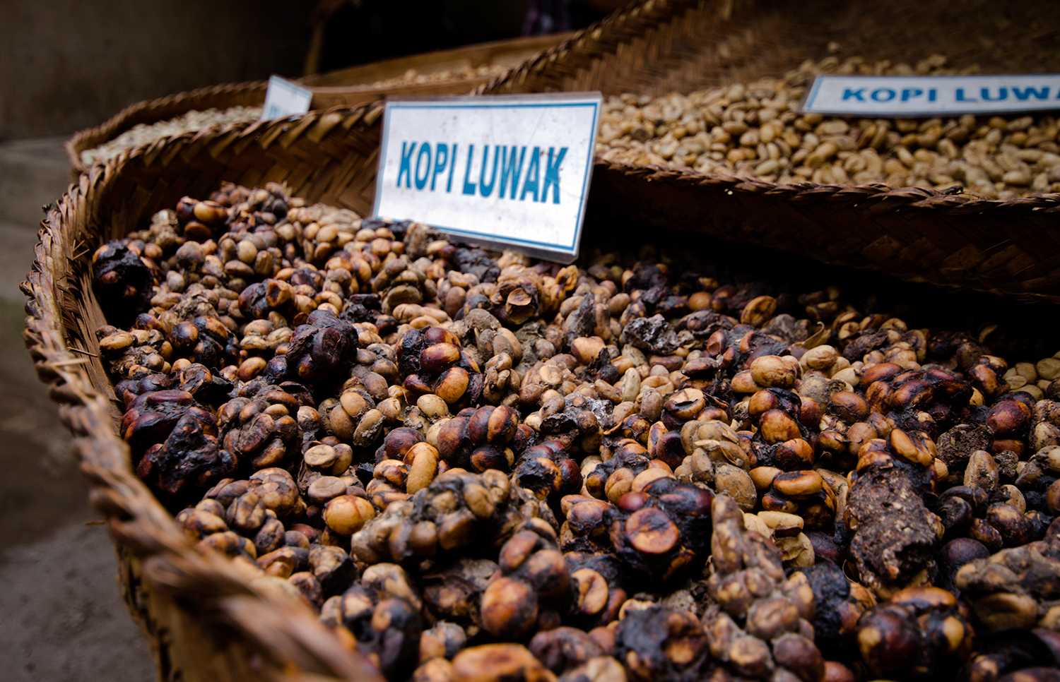Кофе из какашек обезьян. Копи Лювак. Kopi Luwak кофе. Сорт кофе Лювак. Самый дорогой кофе в мире копи Лювак.