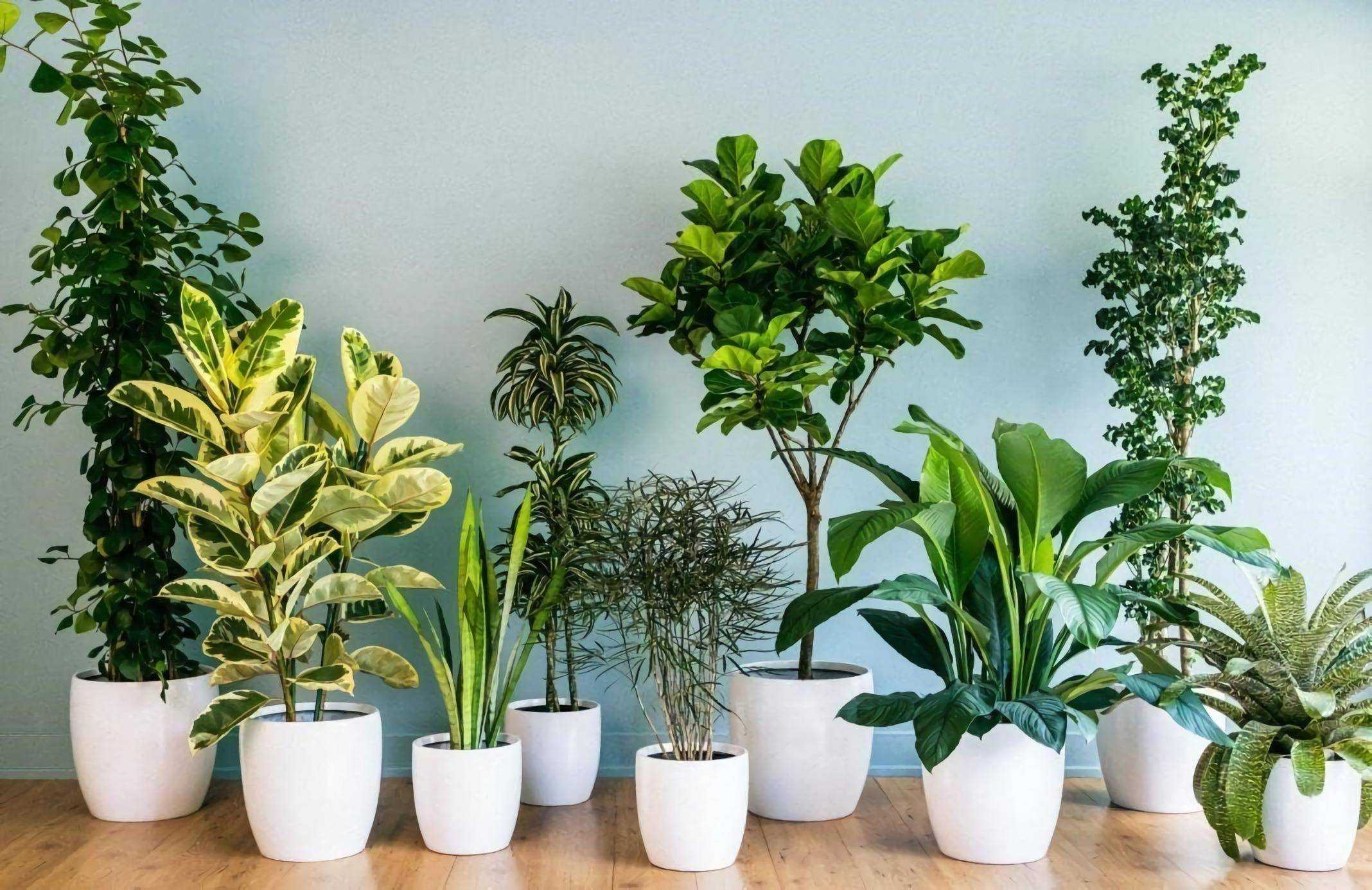 Неземная красота: 16  необычных комнатных растений, о которых вы не знали :: инфониак