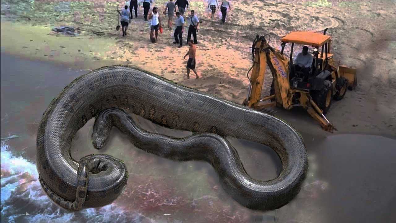 Фото самых больших змей в мире