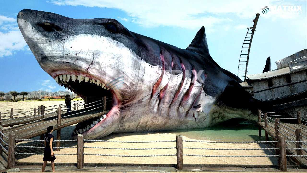 Какие виды акул крупнейшие на земле – список, фото и характеристика