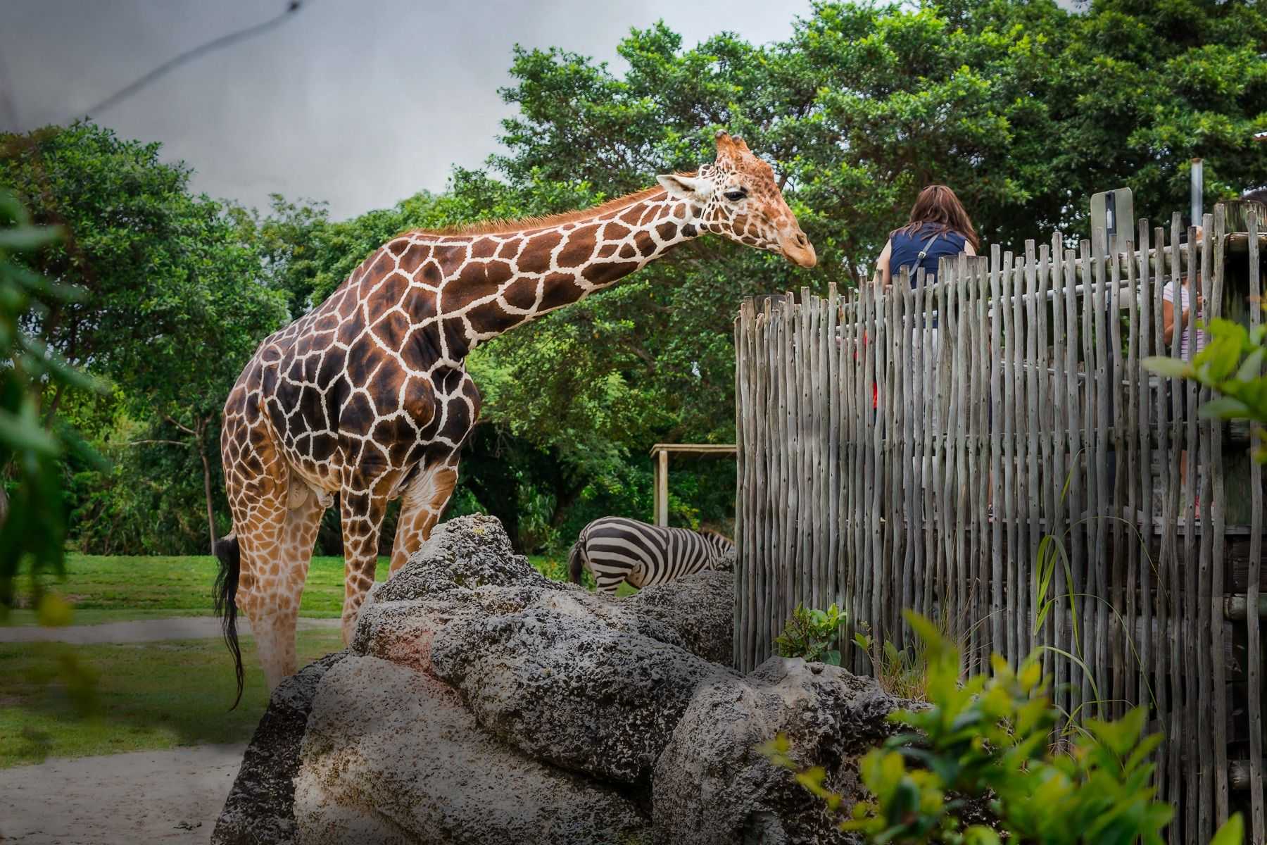 зоопарк город липецк
