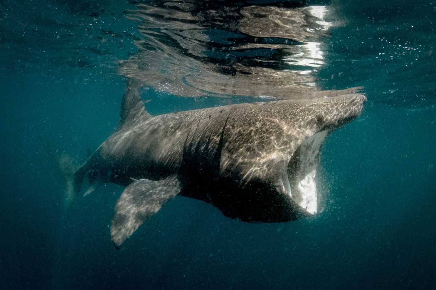 Самые опасные акулы в мире, а тупорылая – самая страшная