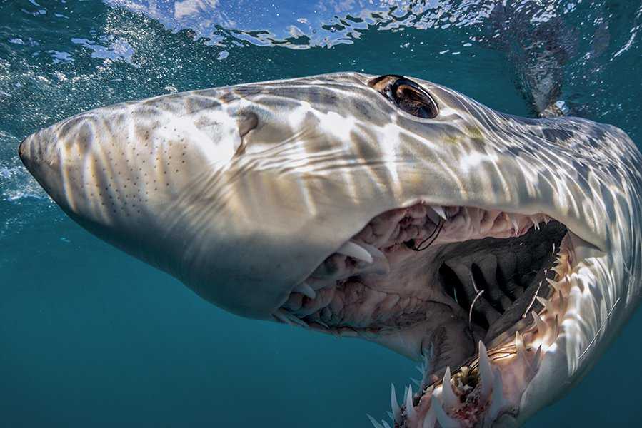 Самые опасные для человека акулы-убийцы: список топ-10, описание, фото