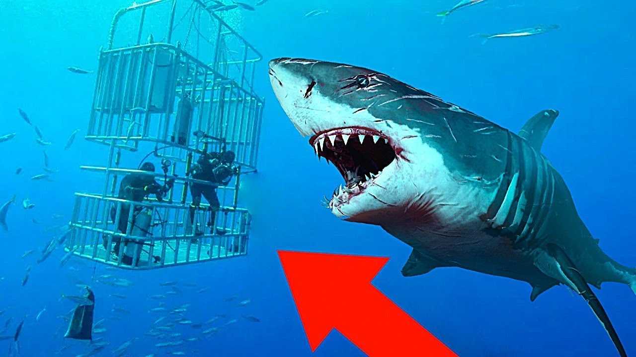 Самые большие акулы во всем мире ( описания и фото акул )