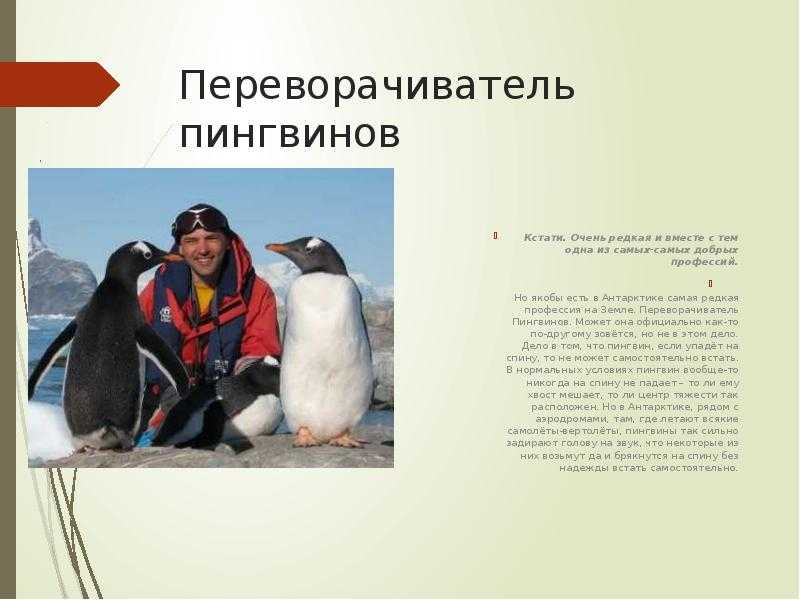 Поднимать пингвинов в антарктиде вакансии. Самые редкие профессии для девушек.