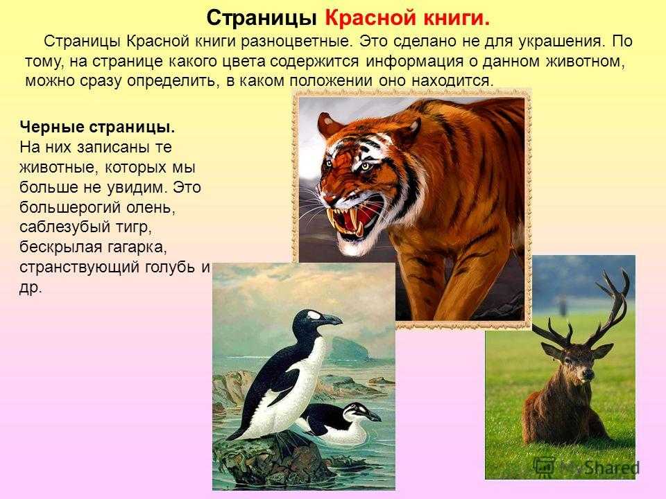 Редкие животные из красной книги россии и всего мира