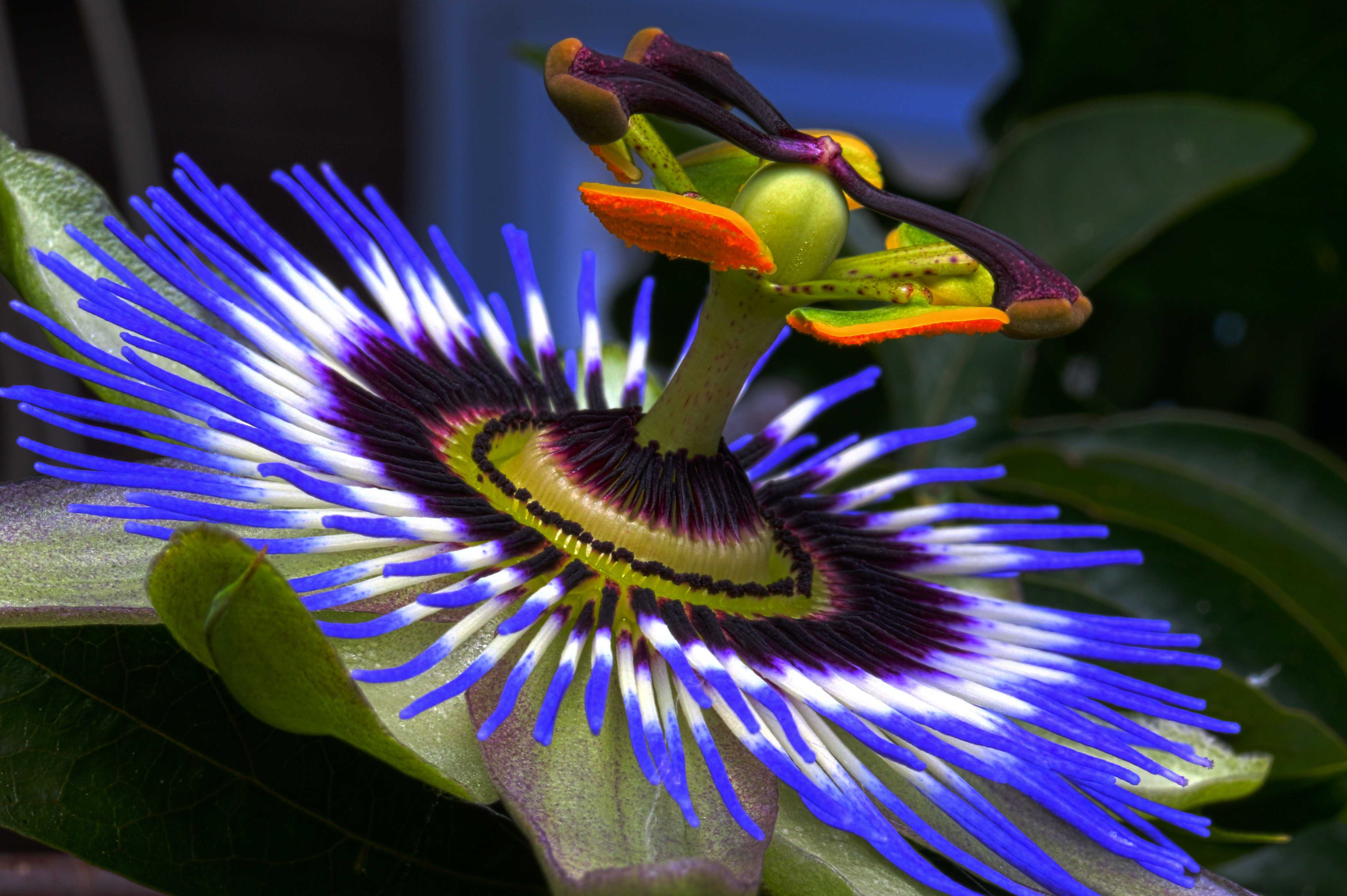 цветок в виде птицы название и фото